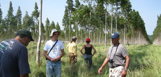 Plantation Eucaliptus with group of participants of ODYSSEA project. © E. Coudel, Cirad.